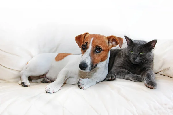 Cane Jack Russell Terrier Gatto Grigio Sedersi Divano Bianco Dopo — Foto Stock