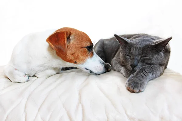 Köpek Jack Russell Terrier ve gri kedi ırkı Birmanlar beyaz bir kanepede uyuyorlar, beyaz bir odada, dik bir şekilde.,