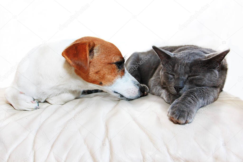 Dog Jack Russell Terrier and a gray cat breed Burmese sleep on a white sofa muzzles to each other in a white room, upright,