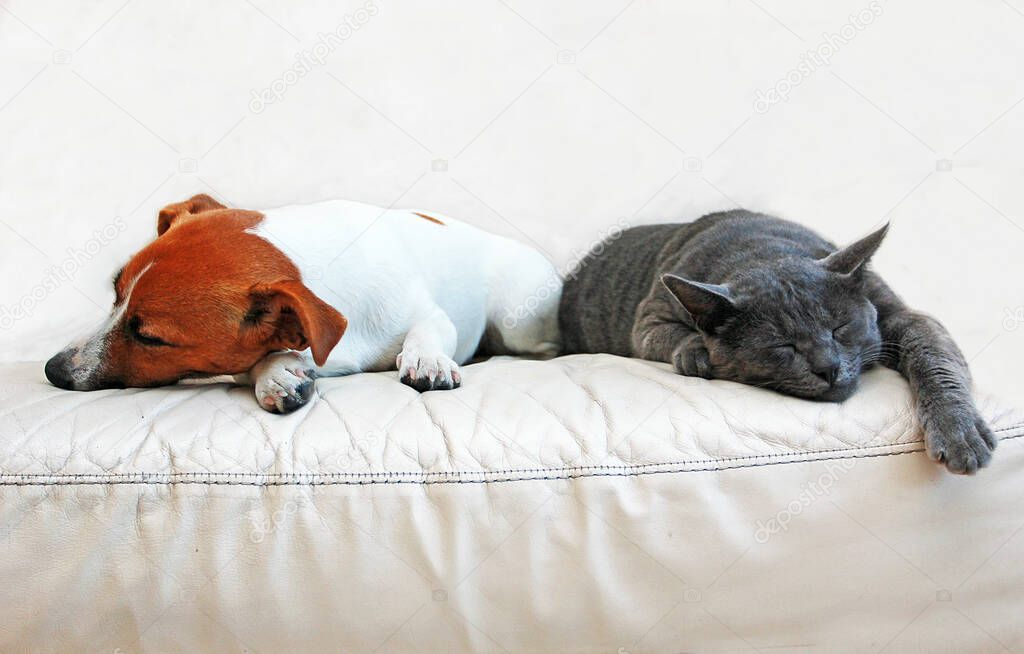 Dog Jack Russell Terrier and a gray cat breed Burmese sleep on a white sofa turned away from each other in a white room,