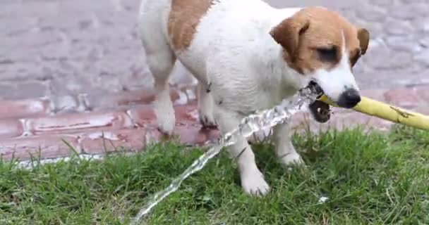 Jack Russell Terrier Leger Med Vanding Slange Solrig Dag Haven – Stock-video