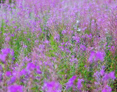 Leylak tarlası güneşli bir günde pembe ateş otları açıyor, yatay