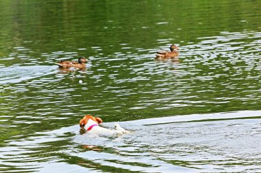 Jack Russell Terrier, güneşin altında güneşlenen göldeki ördekler için yüzüyor.