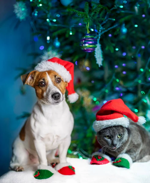 Şirin Jack Russell Terrier ve gri bir kedi koyu mavi bir arka planda, bir Noel ağacının altında ışıklarla oturuyorlar.,