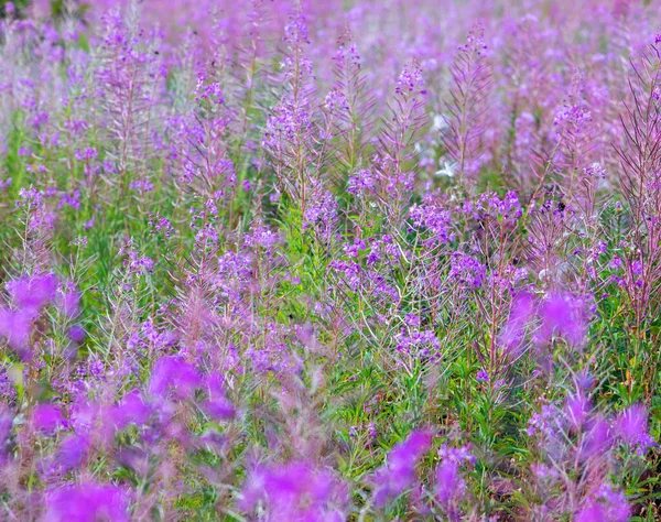 lilac field blooming pink fireweed on a sunny day, horizontal