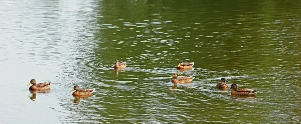 在温暖的阳光明媚的日子 一群鸭子在池塘里游泳 自然保护区 鸟瞰全景 — 图库照片