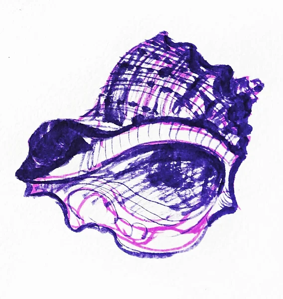 Rapana Mięczak Skorupa Wewnątrz Fioletowy Kolor Akwarela Szkic Ilustracja Izolat — Zdjęcie stockowe