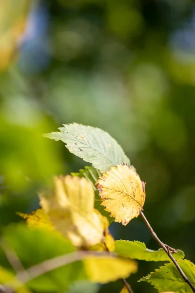 Fond Flou Avec Des Feuilles Sur Fond Clair Éclairé Par — Photo