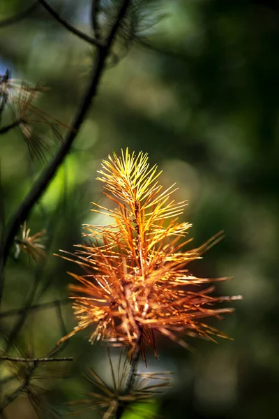 Сосновая Ветвь Освещенная Солнцем Лесу Вертикальная — стоковое фото