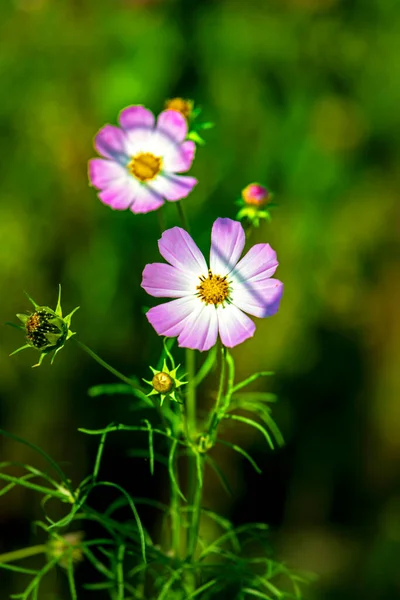 Autumn Purple Flowers Green Background Sunny Day Natural Background — Stock Photo, Image