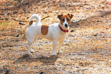 Jack Russell Terrier güneşe karşı bir orman yolunda duruyor, sonbahar yürüyüşü, evcil hayvan...