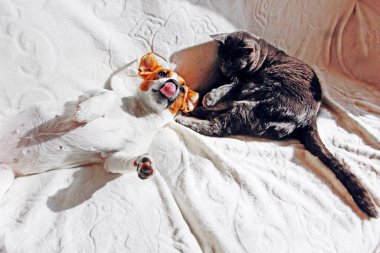 Jack Russell Terrier, gri bir kediyle kanepede güneşleniyor.