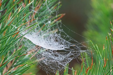 Çam iğnelerinin üzerindeki çiğ damlalarıyla örümcek ağı ipliği, bulanık doğal arkaplan