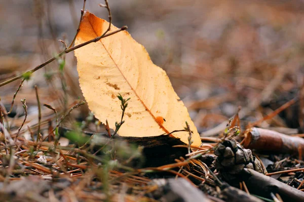 Outono Caído Folha Entre Grama Cones Ervas Chão Fundo Natural — Fotografia de Stock