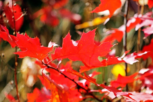 Feuilles Érable Rouge Dans Forêt Sur Fond Flou Fond Naturel — Photo