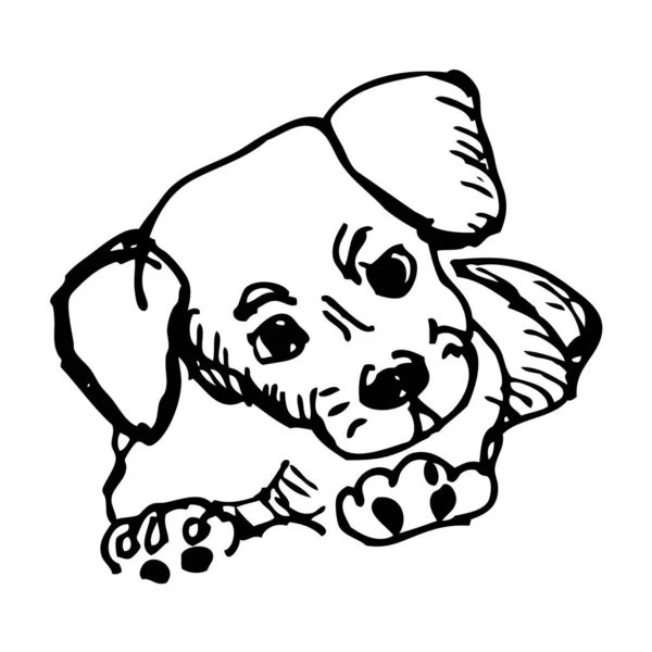 Little Jack Russell Terrier Puppy White Background Ink Sketch Sketch — Stock Photo, Image
