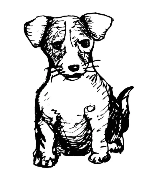 Little Puppy Jack Russell Terrier Sitting White Background Ink Sketch — Stock Photo, Image