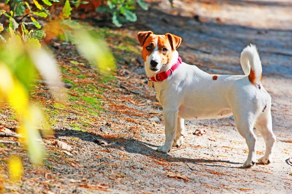 Jack Russell Terrier Voor Een Wandeling Het Bos Natuurlijke Achtergrond — Stockfoto