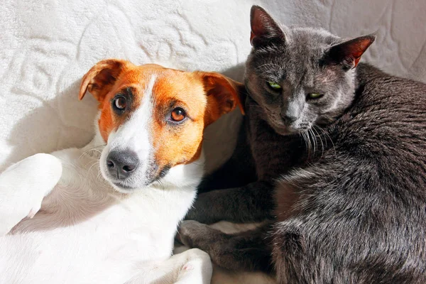Beyaz battaniyeli gri kedili Jack Russell Terrier portresi