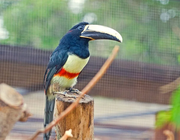 Pássaro Tucansidita Galho Árvore Zoológico — Fotografia de Stock