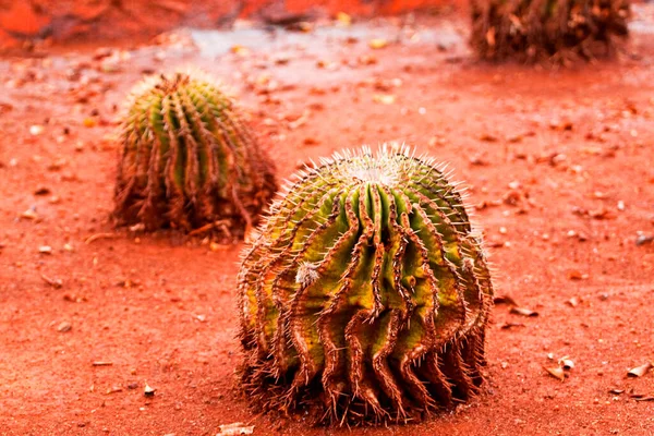 Két Szúrós Kaktuszok Homokos Talajon Természetes Háttér — Stock Fotó