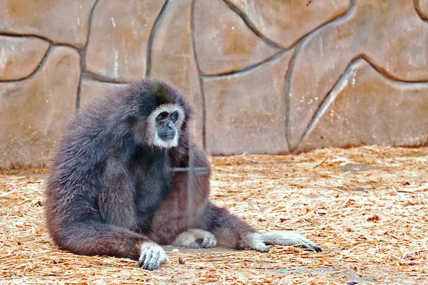 Singe Primate Assis Dans Volière Zoo — Photo