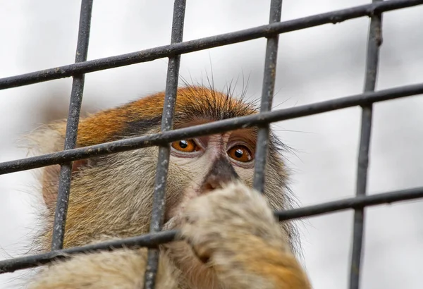Portrait Social Macaque Derrière Les Barreaux Sauver Les Animaux — Photo