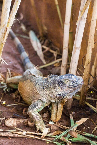 Bärtige Echse Verkleidet Sich Gras — Stockfoto