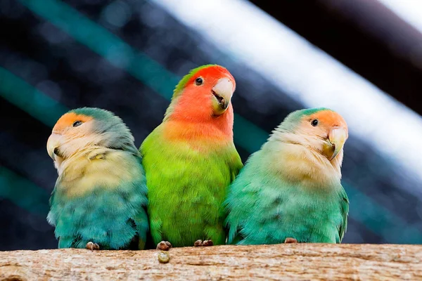 Three Lovebird Parrots Sit Clinging Each Other Brushing Feathers — Stock Photo, Image