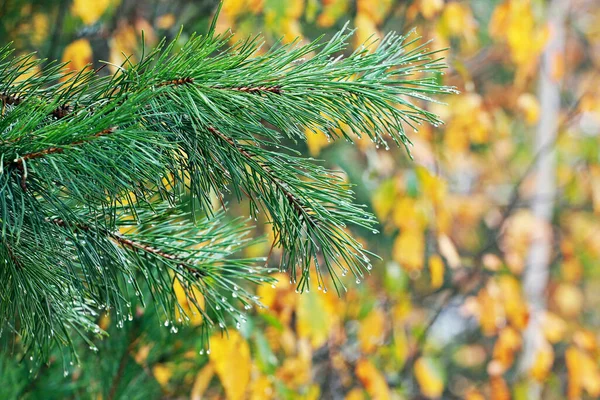 Gałąź Choinki Kropelkami Róży Czubkach Igieł Tło Naturalne Niewyraźne — Zdjęcie stockowe