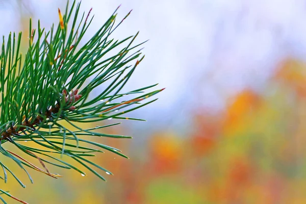 Weihnachtsbaumzweig Mit Tröpfchen Auf Den Nadelspitzen Vordergrund Gelber Hintergrund Verschwommen — Stockfoto