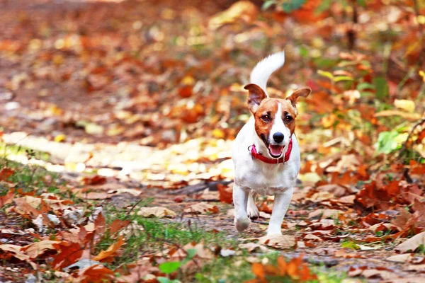 Jack Russell Terrier Läuft Wald Auf Einem Pfad Mit Trockenen — Stockfoto