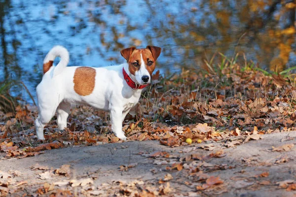 Jack Russell Terrier stands on a path with dry leaves, near a lake, autumn