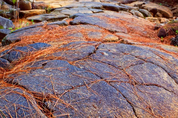 Trilha Lava Pinho Com Agulhas Congeladas Tenerife Ilhas Caribe Fundo — Fotografia de Stock