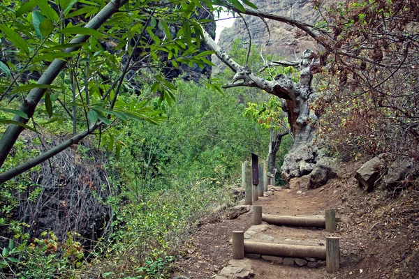 mountain trail through the jungle to the mysterious waterfall on the island of Tenerife, natural background