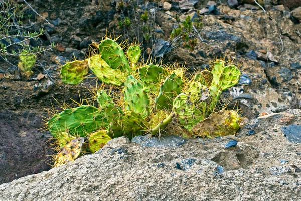 Grüner Kaktus Zwischen Den Steinen Hochland Der Insel Teneriffa Karibische — Stockfoto