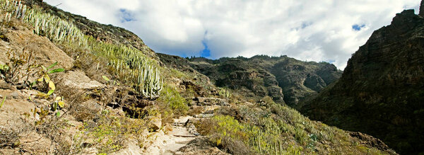 axidant mountain gambling day landscape with cacti on the island of Tenerife, Caribbean islands, natural background