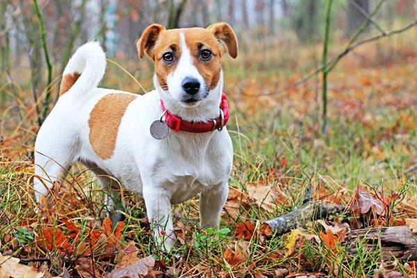 Feliz Jack Russell Terrier Detuvo Mira Los Ojos Camino Forestal — Foto de Stock