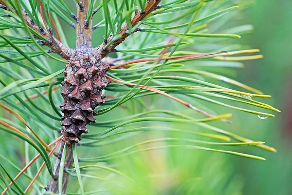 Kiefernzapfen Auf Kiefernzweigen Wald Mit Einem Tropfen Nach Dem Regen — Stockfoto