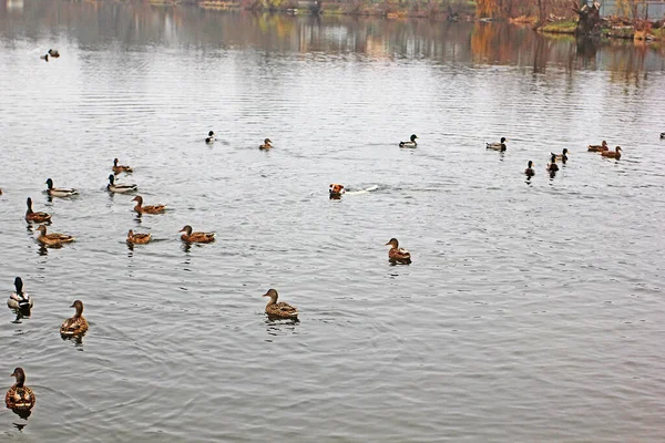 快乐的杰克 罗斯塞尔正在湖上的鸭子 模糊的风景 自然的背景 欧洲的风景后面游来游去 — 图库照片