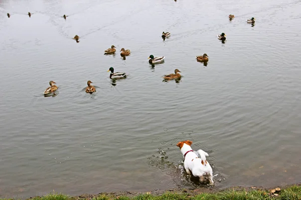 Happy Jack Russell Terrier Γλιστρά Μέχρι Τις Πάπιες Στη Λίμνη — Φωτογραφία Αρχείου