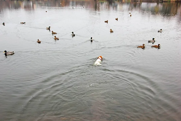 快乐的杰克鲁塞尔猎狗鸭在湖上 自然背景 欧洲风景 — 图库照片