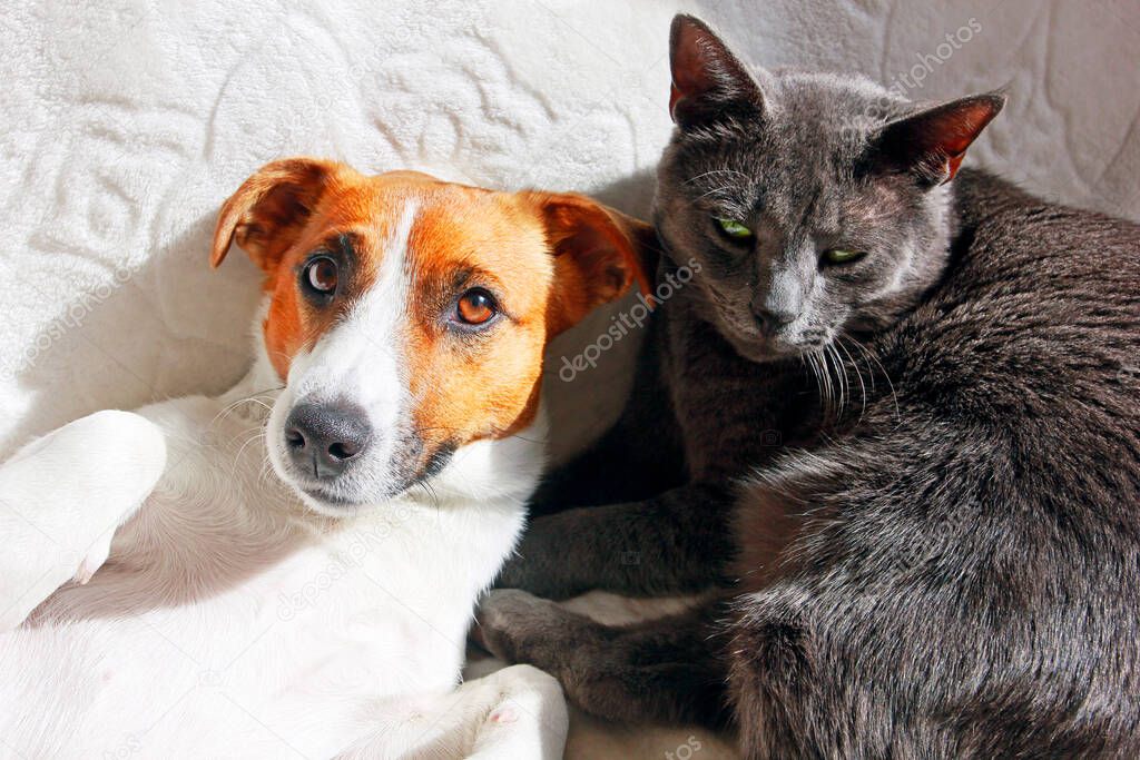portrait of jack russell terrier with gray cat on white blanket