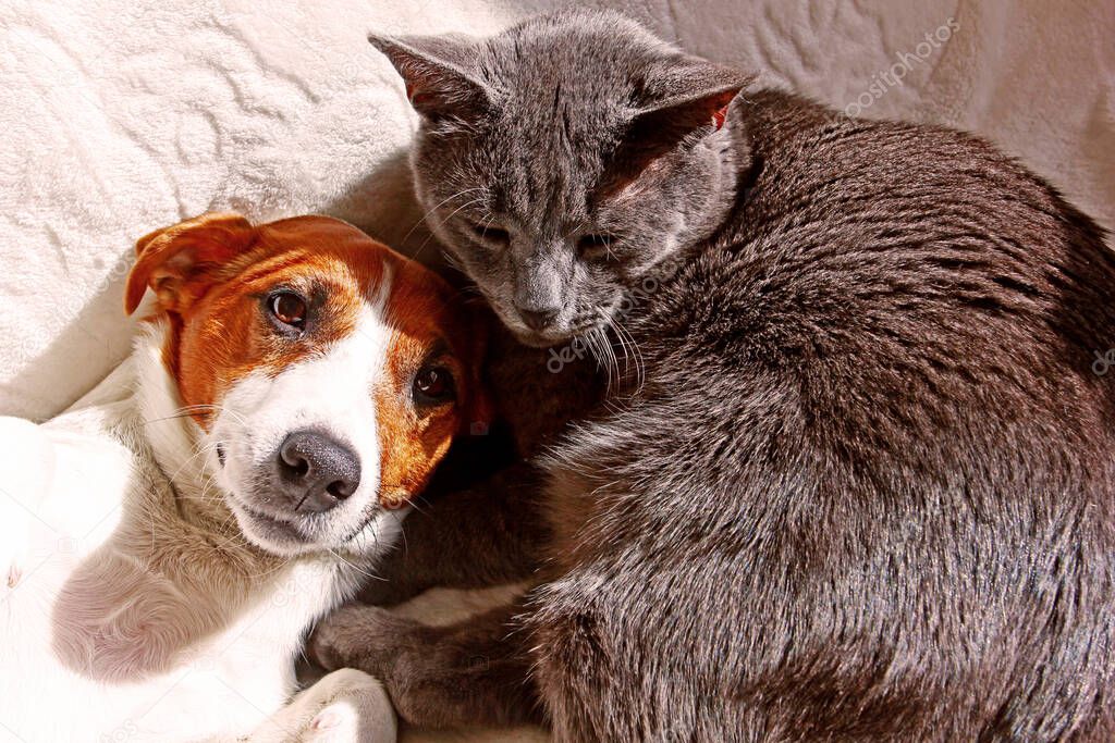 Jack Russell Terrier hiding behind with a gray cat on a white coverlet