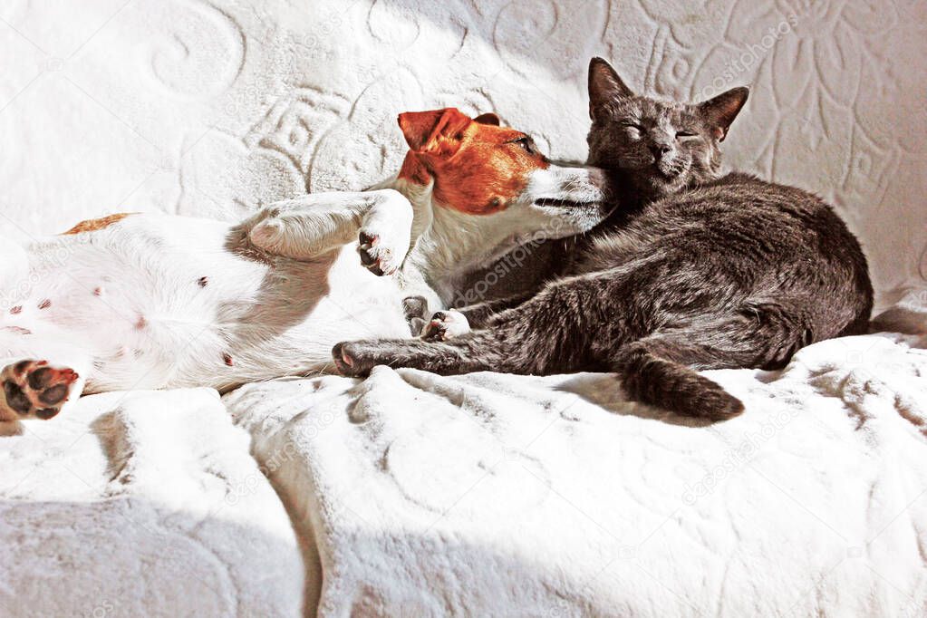 Jack Russell Terrier flirts with a gray cat on a sofa with a white blanket, pets on a white blanket,