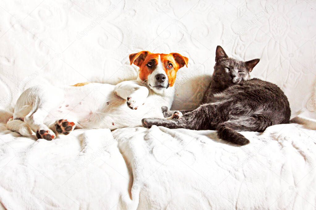 Jack Russell Terrier with a gray cat basking on the couch resting, pets