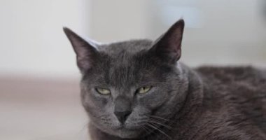 Gevşek gri kedi, gözleri açık, şöminenin yanında yatıyor. 