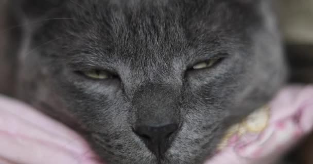 Gato Gris Relajado Con Los Ojos Abiertos Encuentra Cerca Chimenea — Vídeo de stock