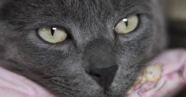 Gato Gris Con Los Ojos Abiertos Encuentra Cerca Chimenea Las — Vídeo de stock