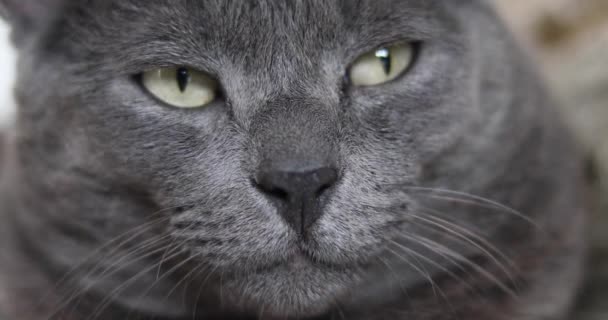 Серый Кот Открытыми Глазами — стоковое видео